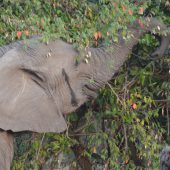  The Serengeti, TZ